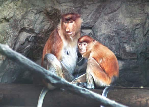 動物図鑑・テングザル